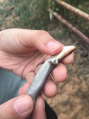 Plestiodon tetragrammus