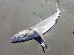 Carcharhinus brachyurus