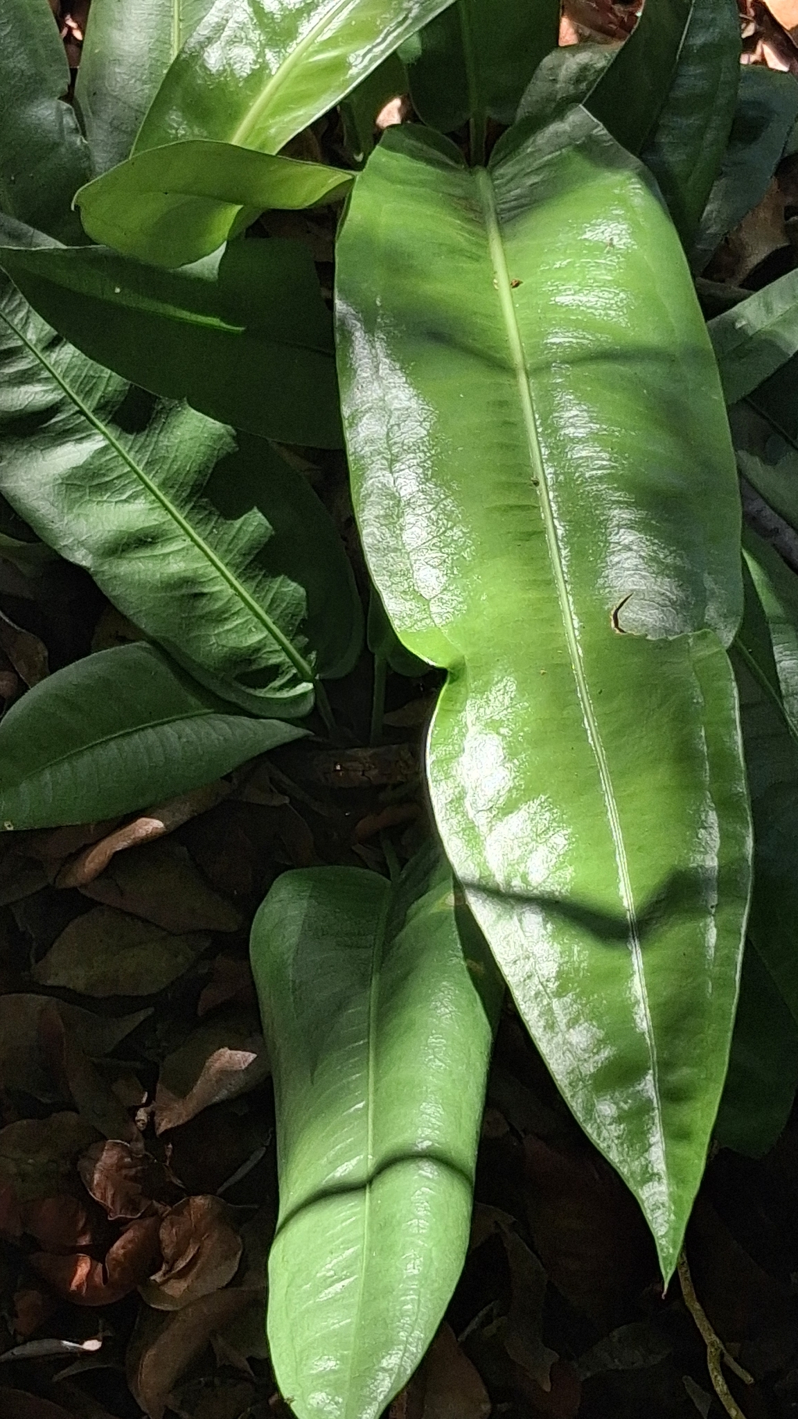 Anthurium harrisii (Graham) G.Don 2