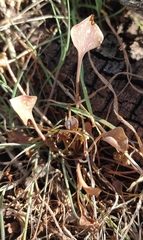 Claytonia rubra