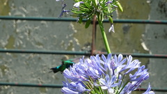 Chlorostilbon lucidus