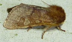 Psaphida styracis