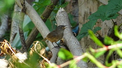 Troglodytes aedon