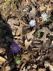 Anemonoides apennina