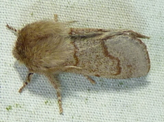 Psaphida styracis