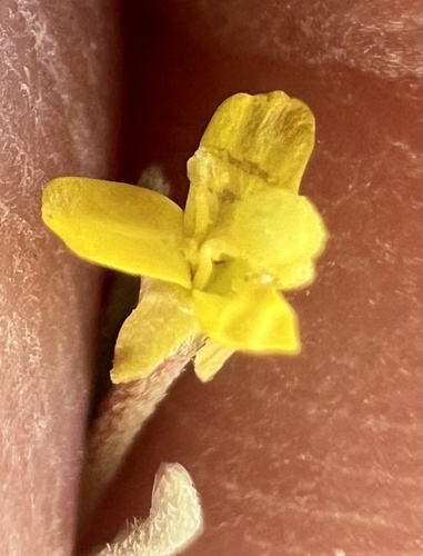 Lewis River suncups (Camissonia parvula)