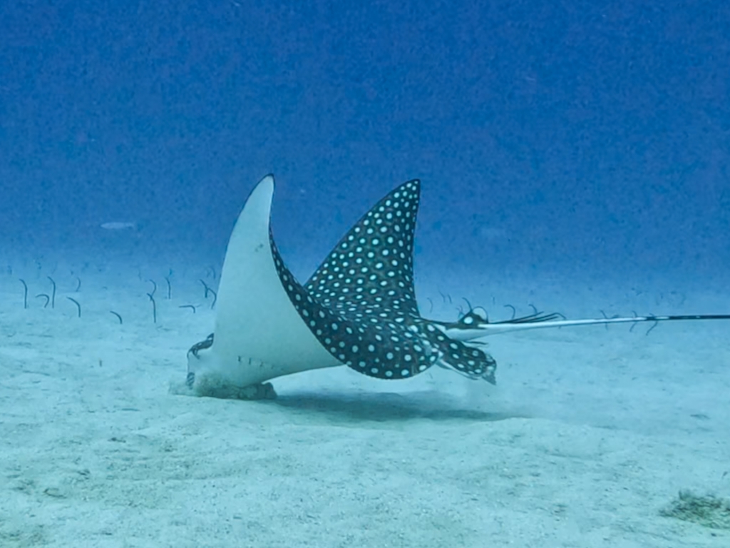Two whitespotted eagle rays swimming low over pale sand