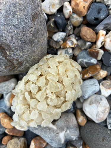 Buccinum undatum