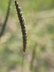 Alopecurus myosuroides