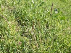 Alopecurus myosuroides