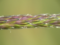 Alopecurus myosuroides