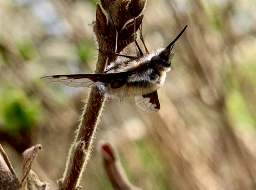 Unknown species found near Springridge Rd NE, Bainbridge Island, WA, US