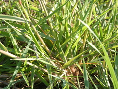 Alopecurus myosuroides