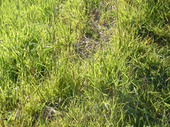 Alopecurus myosuroides