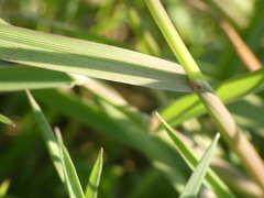 Alopecurus myosuroides