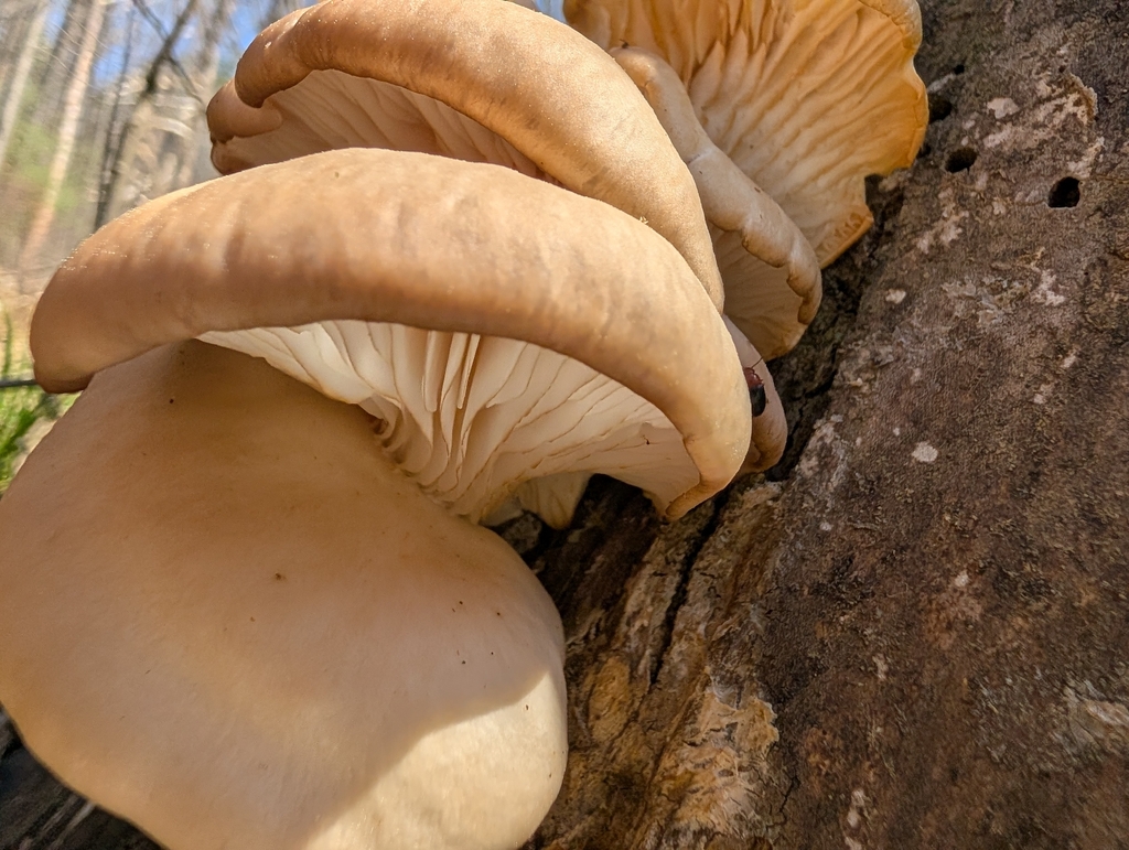 Pleurotus ostreatus · March 2026 · photo: © jweaver22 (iNaturalist, cc-by)