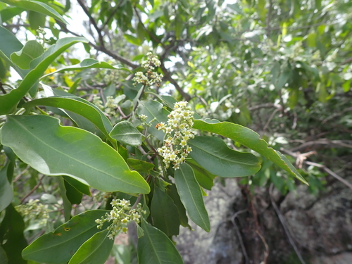 Axe Gapper (Geijera salicifolia)