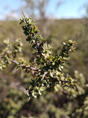 Condalia microphylla, photograph 3