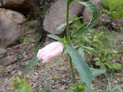 Merauke Hibiscus (Hibiscus meraukensis)