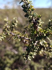 Condalia microphylla, photograph (c) Benjamin Bender, some rights reserved (CC BY)