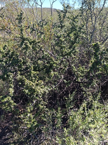 Condalia microphylla, photograph 5