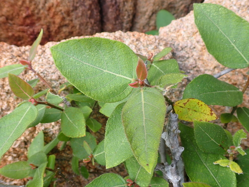 Sandpaper Fig (Ficus opposita)