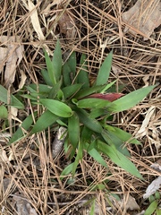 Dichanthelium scoparium