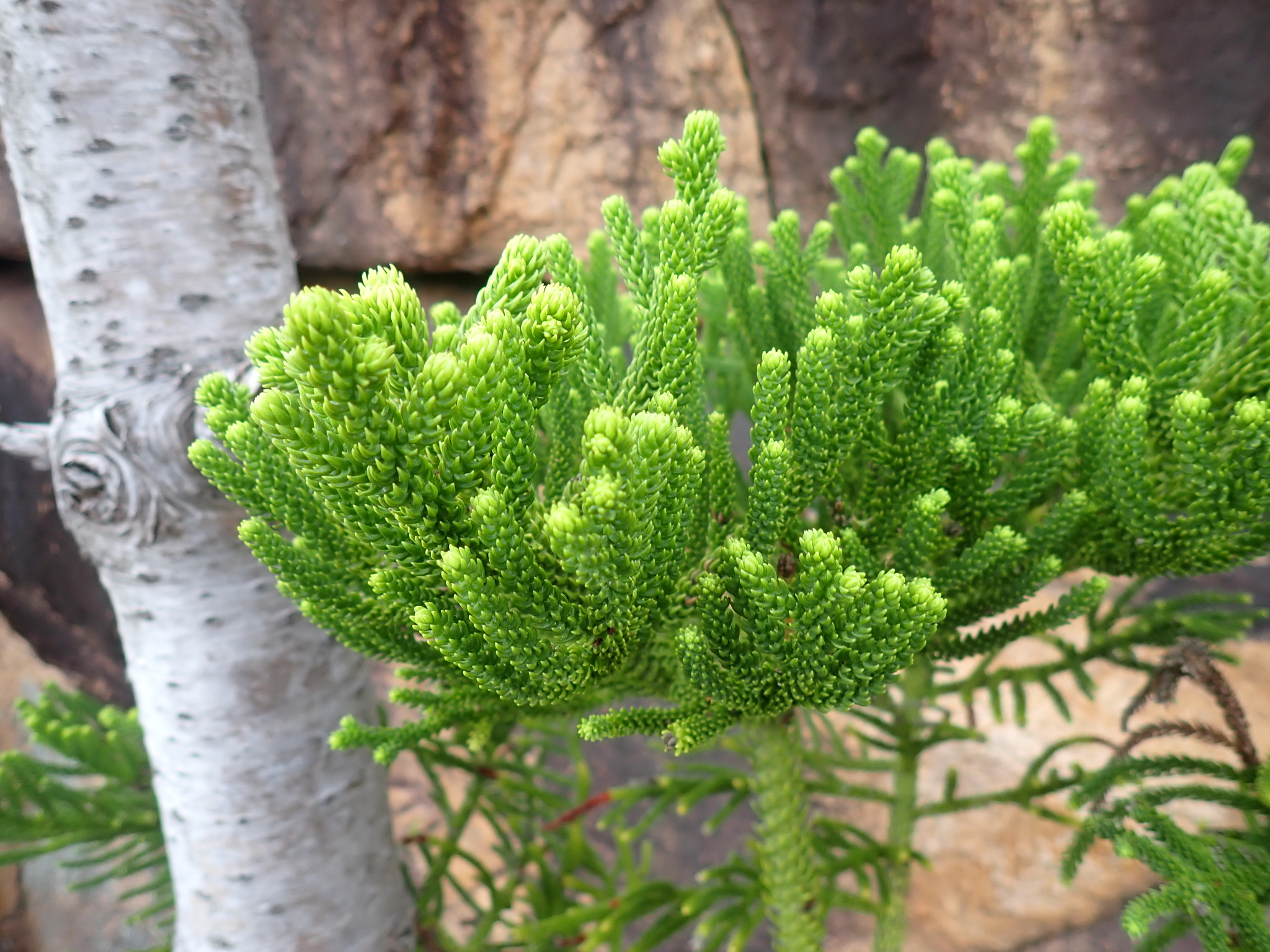 Moreton Bay Pine (Araucaria cunninghamii)