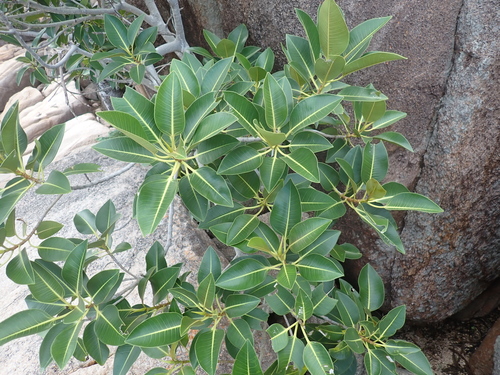 Port Jackson Fig (Ficus rubiginosa)