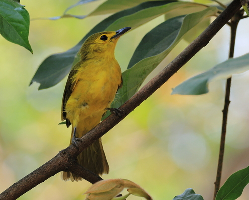 Yellow-browed Bulbul (Acritillas indica), photo 5