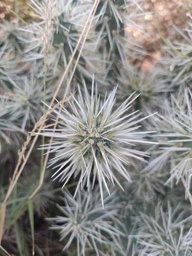 Thistle Cholla (Cylindropuntia tunicata)