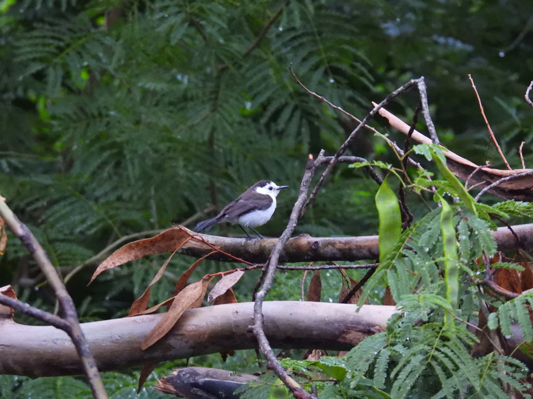 Pied Water Tyrant (Fluvicola pica), photo 7