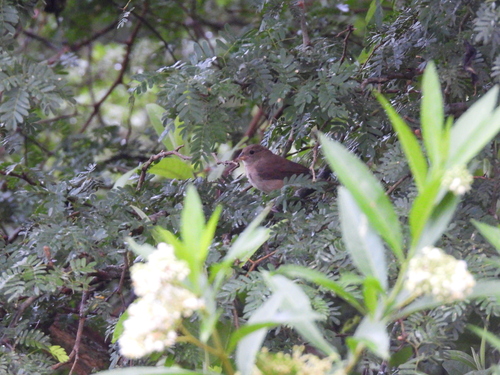 Dull-colored Grassquit (Asemospiza obscura), photo 3