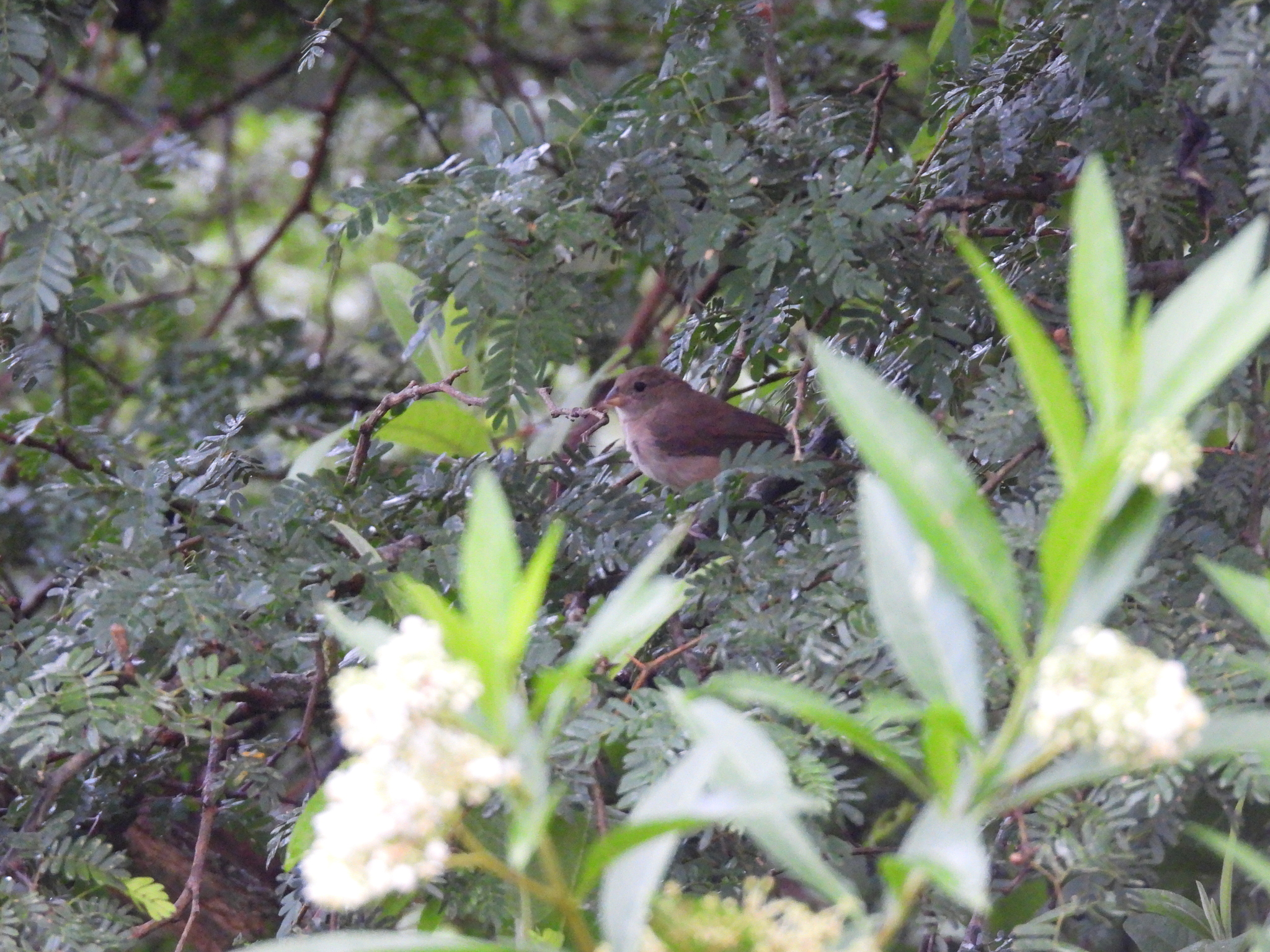 Dull-colored Grassquit (Asemospiza obscura), photo 3