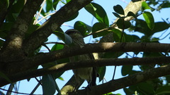 Mimus saturninus