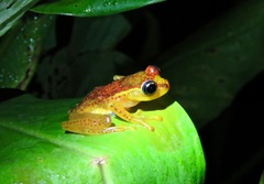 Boophis bottae