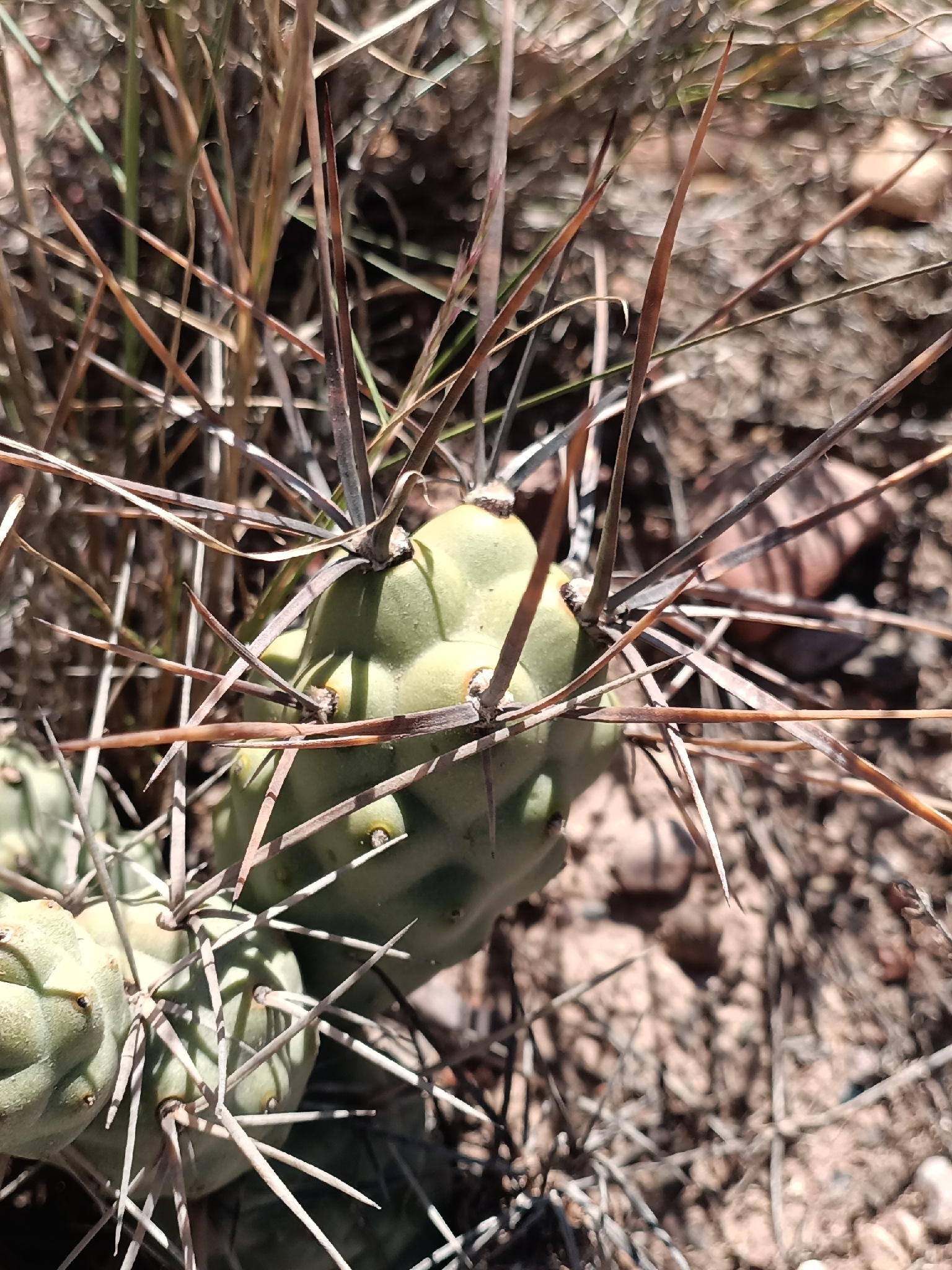 Tephrocactus aoracanthus