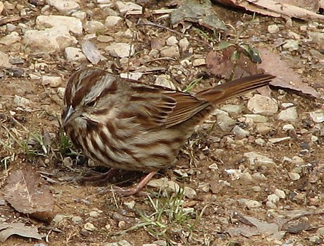 Song Sparrow Common Bird Species Of Richmond National Battlefield Inaturalist