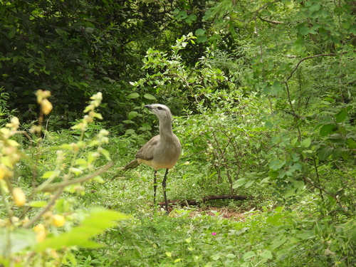 Black-legged Seriema (Chunga burmeisteri)