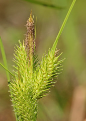 Carex lupuliformis