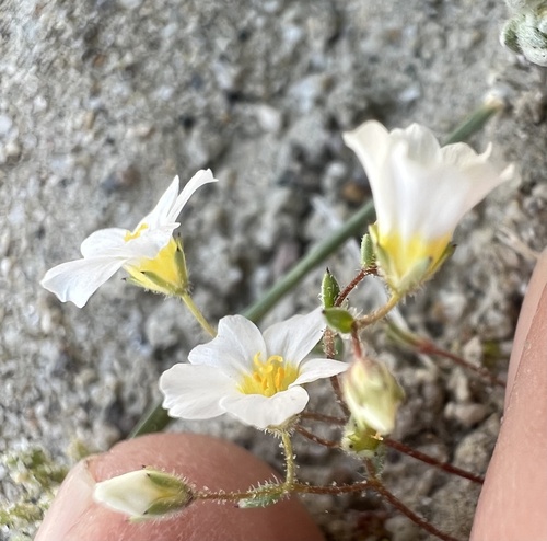 Inyo Gilia (Linanthus inyoensis)