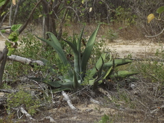 Agave aurea