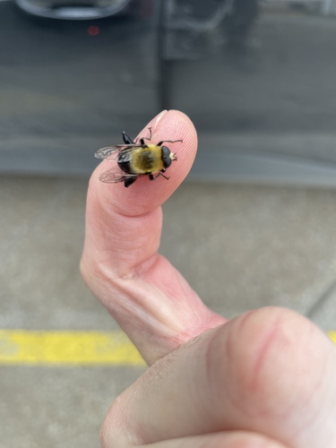 Unknown species found near Ponca City, OK, USA