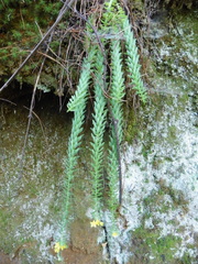 Sedum grandipetalum