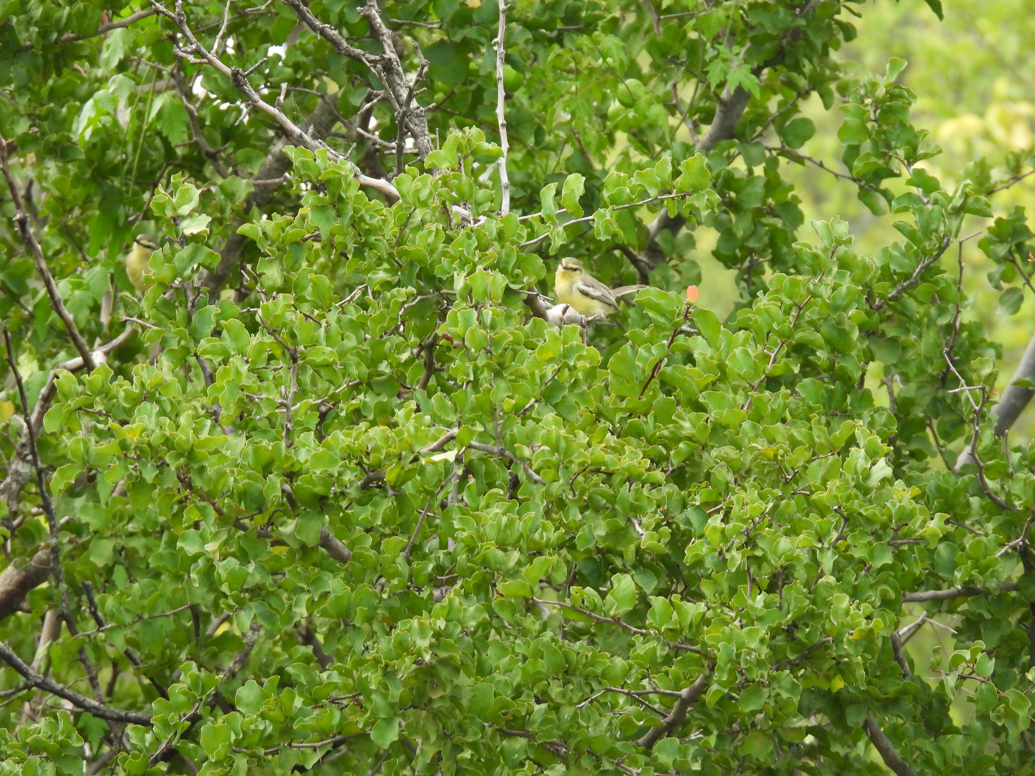 Greater Wagtail-Tyrant (Stigmatura budytoides), photo 10
