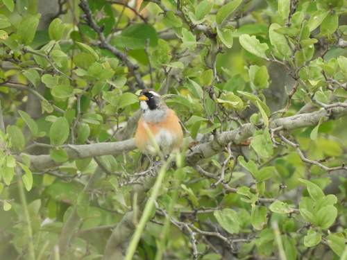 Many-colored Chaco Finch (Saltatricula multicolor), photo 7