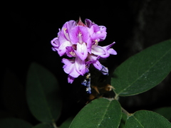 Desmodium sumichrastii
