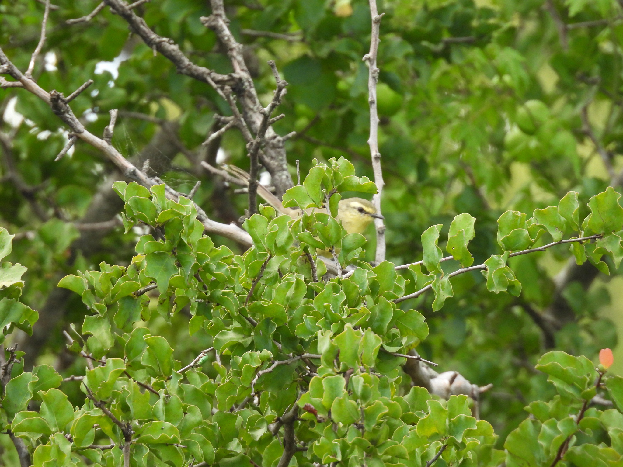 Greater Wagtail-Tyrant (Stigmatura budytoides), photo 9