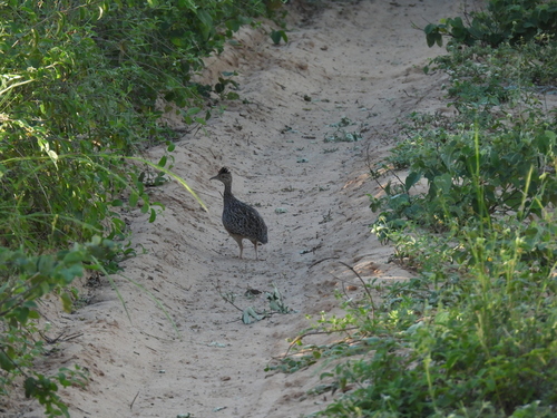 Brushland Tinamou (Nothoprocta cinerascens)