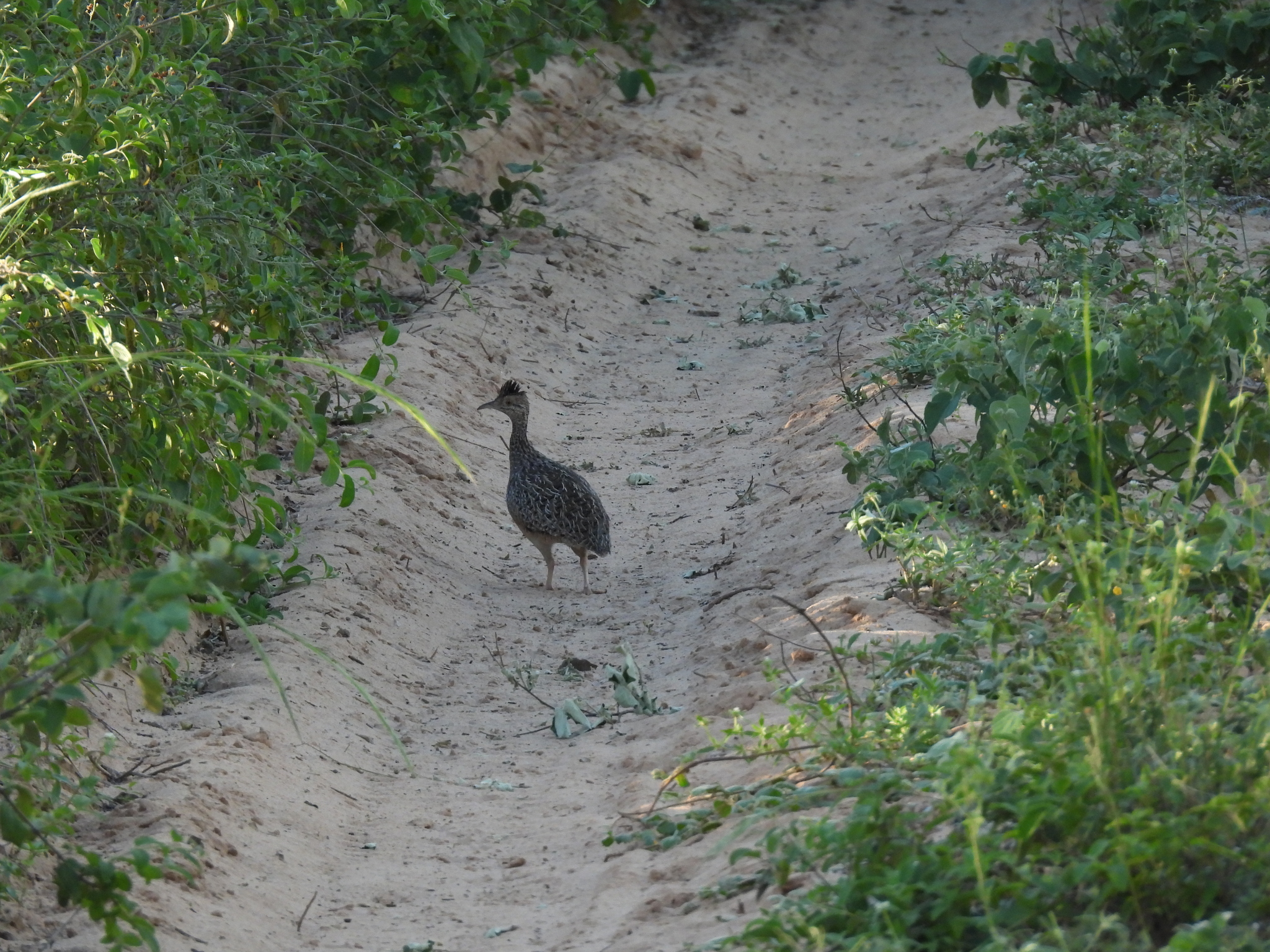 Brushland Tinamou (Nothoprocta cinerascens), photo 1